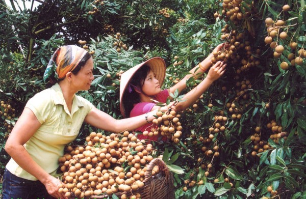 Vietnamese longan to enter the US market later this year - ảnh 1